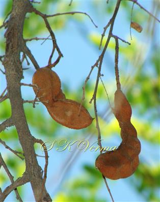  Legumes